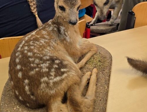 Besuch der „Rollenden Waldschule“